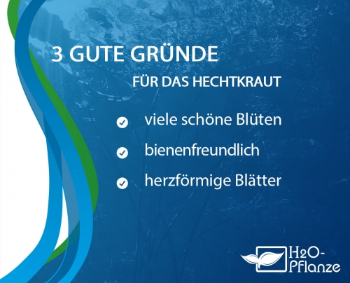 Hechtkraut - Pontederia cordata